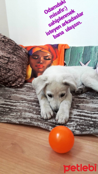 Golden Retriever, Köpek  Krem fotoğrafı