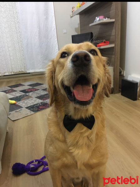 Golden Retriever, Köpek  Pasa fotoğrafı