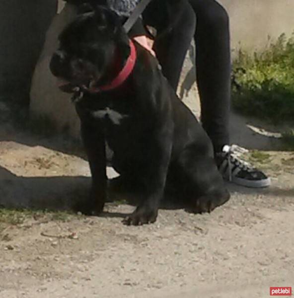 Cane Corso Italiano, Köpek  Margo fotoğrafı