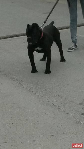 Cane Corso Italiano, Köpek  Margo fotoğrafı