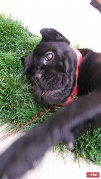 Cane Corso Italiano, Köpek  Margo fotoğrafı