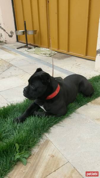 Cane Corso Italiano, Köpek  Margo fotoğrafı