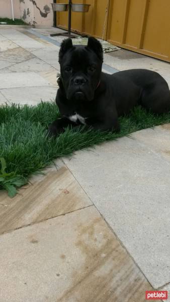 Cane Corso Italiano, Köpek  Margo fotoğrafı