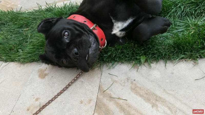 Cane Corso Italiano, Köpek  Margo fotoğrafı