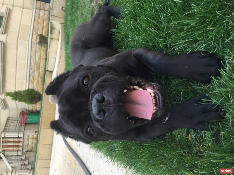 Cane Corso Italiano, Köpek  Margo fotoğrafı