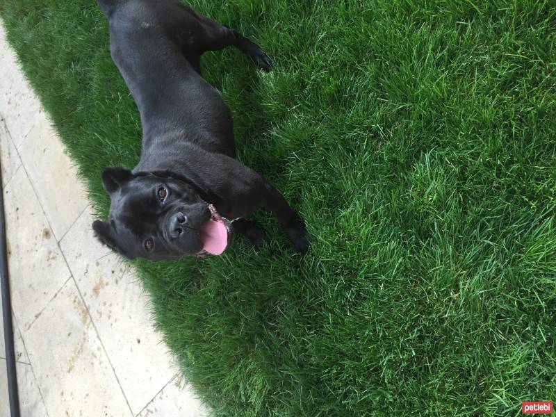 Cane Corso Italiano, Köpek  Margo fotoğrafı