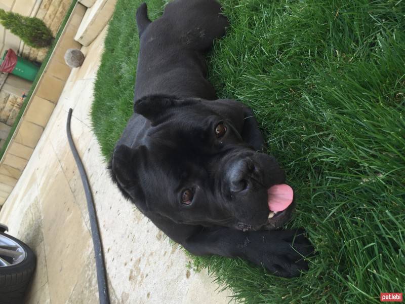 Cane Corso Italiano, Köpek  Margo fotoğrafı