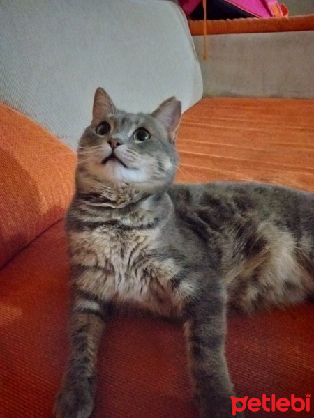 British Shorthair, Kedi  Kül fotoğrafı