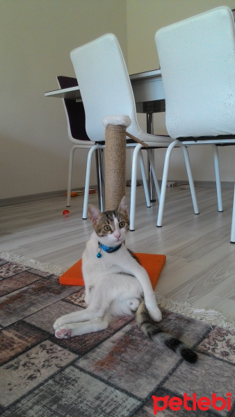 Tekir Kedi, Kedi  Simba fotoğrafı