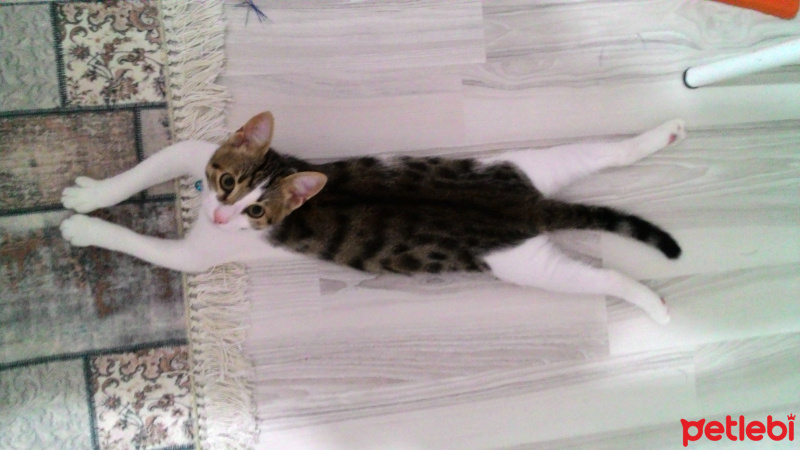 Tekir Kedi, Kedi  Simba fotoğrafı