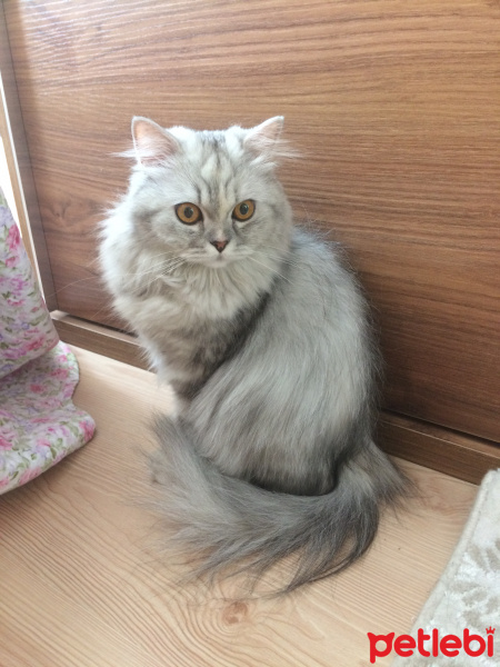 Chinchilla, Kedi  Prenses fotoğrafı