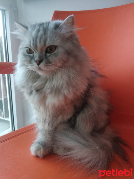 Chinchilla, Kedi  Prenses fotoğrafı
