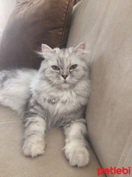 Chinchilla, Kedi  Prenses fotoğrafı