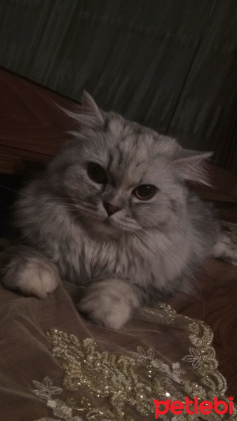 Chinchilla, Kedi  Prenses fotoğrafı