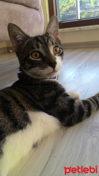 Tekir Kedi, Kedi  Çakıl fotoğrafı