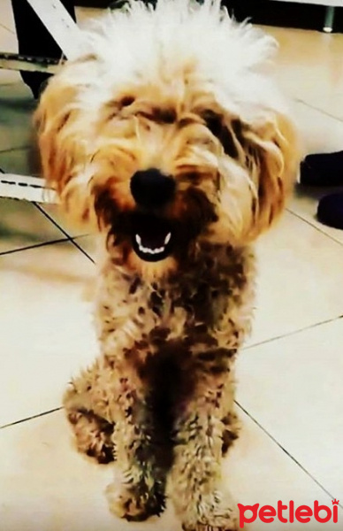 Poodle (Minyatür Kaniş), Köpek  Nero fotoğrafı