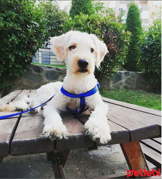 Poodle (Minyatür Kaniş), Köpek  Nero fotoğrafı