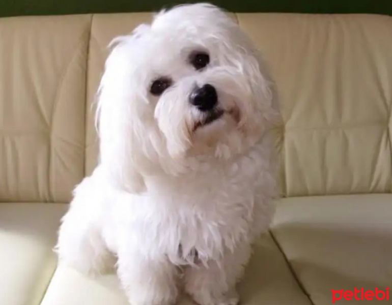 Bichon Havanese, Köpek  Zeus fotoğrafı