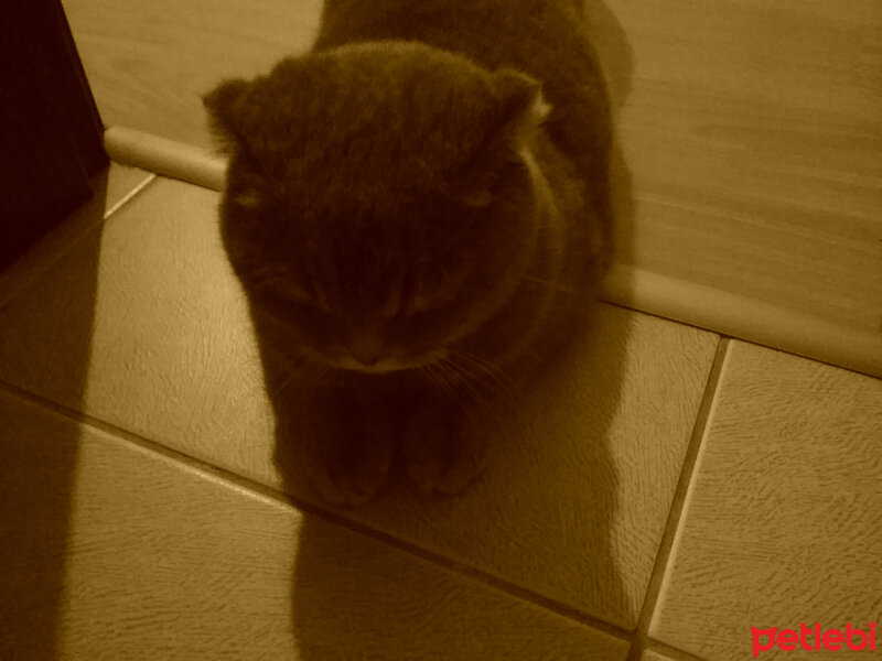 Scottish Fold, Kedi  ♡dumişko♡ fotoğrafı