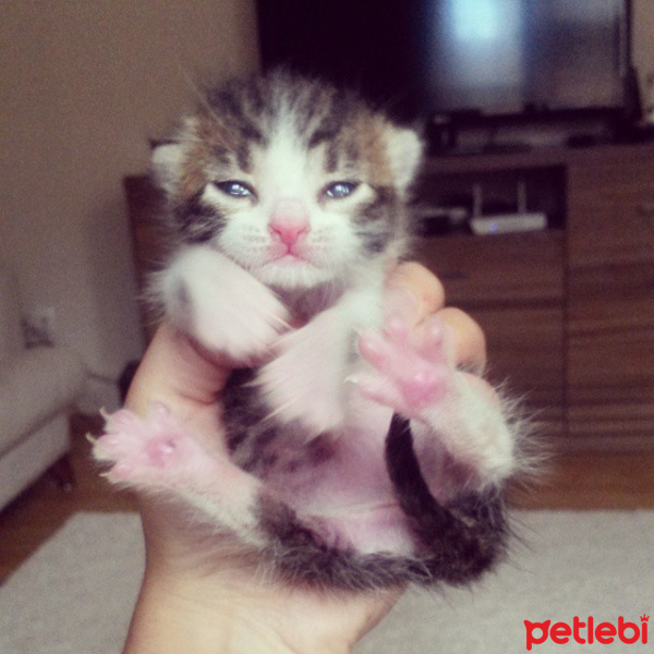 Tekir Kedi, Kedi  ad fotoğrafı