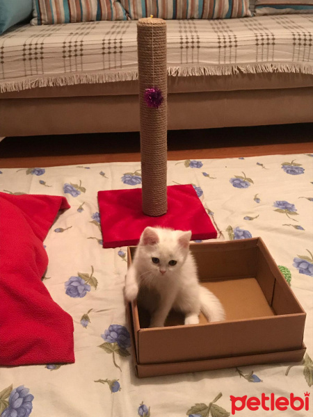 British Shorthair, Kedi  Pamuk fotoğrafı