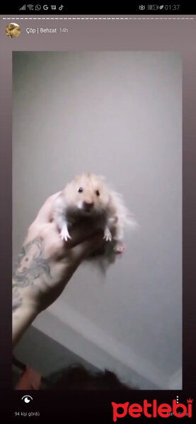 Hamster, Kemirgen  Çöp fotoğrafı