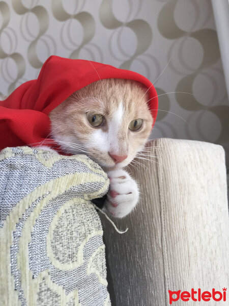 Sarman, Kedi  Bulut fotoğrafı