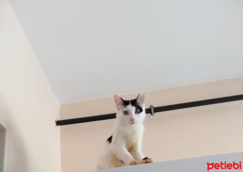 Burmese, Kedi  Prens fotoğrafı