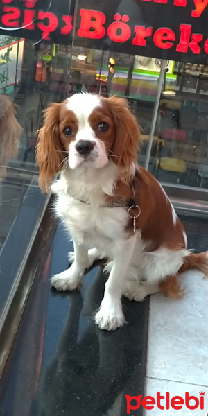 Cavalier King Charles Spanieli, Köpek  Boza fotoğrafı