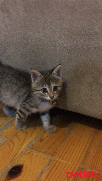 Tekir Kedi, Kedi  Mia fotoğrafı