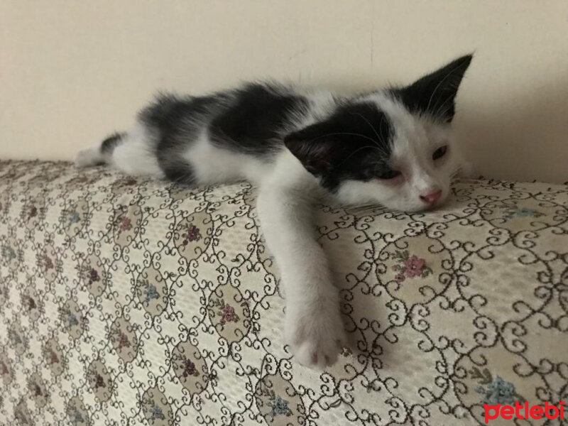 Tuxedo (Smokin) Kedi, Kedi  Beşiktaş fotoğrafı