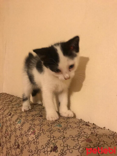 Tuxedo (Smokin) Kedi, Kedi  Beşiktaş fotoğrafı