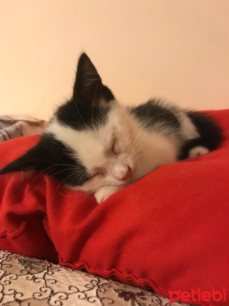 Tuxedo (Smokin) Kedi, Kedi  Beşiktaş fotoğrafı