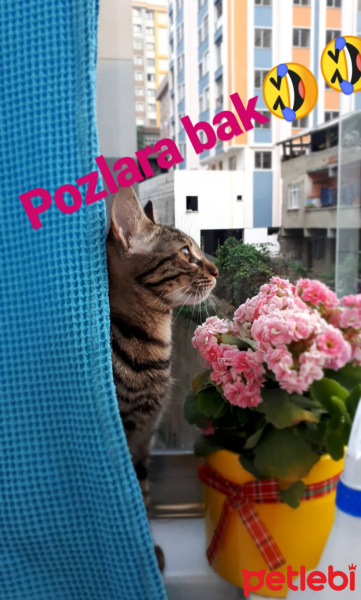 Tekir Kedi, Kedi  MiA fotoğrafı