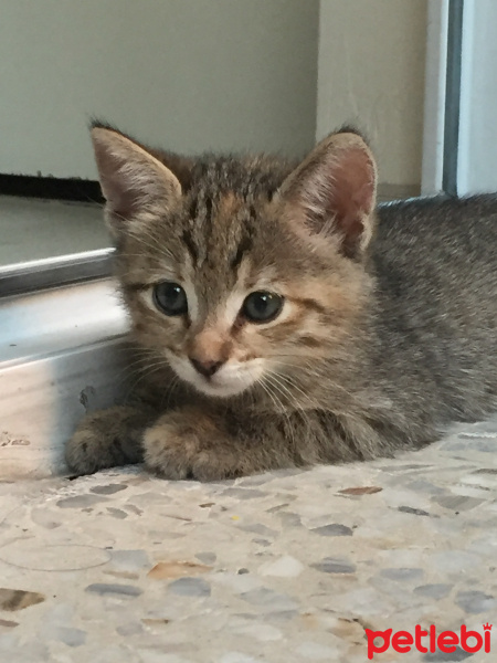 Tekir Kedi, Kedi  Boncuk fotoğrafı