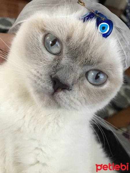 Siyam Kedisi, Kedi  Pera fotoğrafı