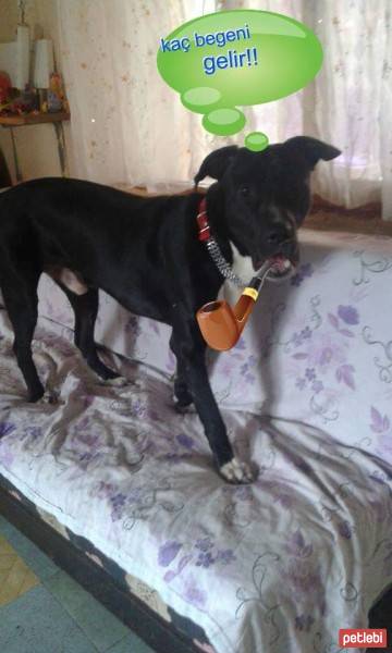 Dogo Arjantin, Köpek  Tyson fotoğrafı