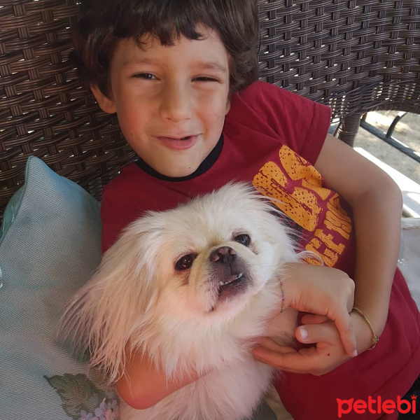Pekingese, Köpek  mia fotoğrafı