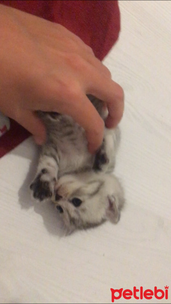 Chinchilla, Kedi  Yakamoz fotoğrafı