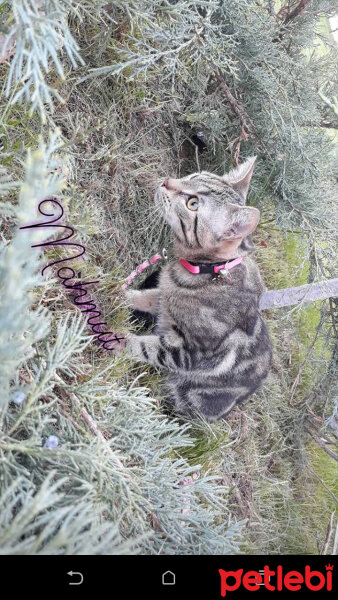 Tekir Kedi, Kedi  Mahmut fotoğrafı