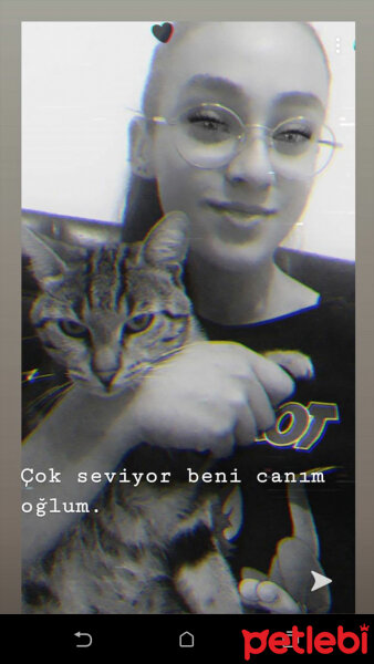 Tekir Kedi, Kedi  Mahmut fotoğrafı