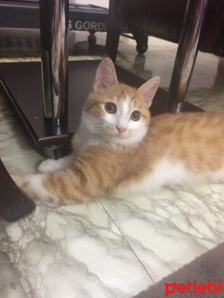 Tekir Kedi, Kedi  Tarçın fotoğrafı