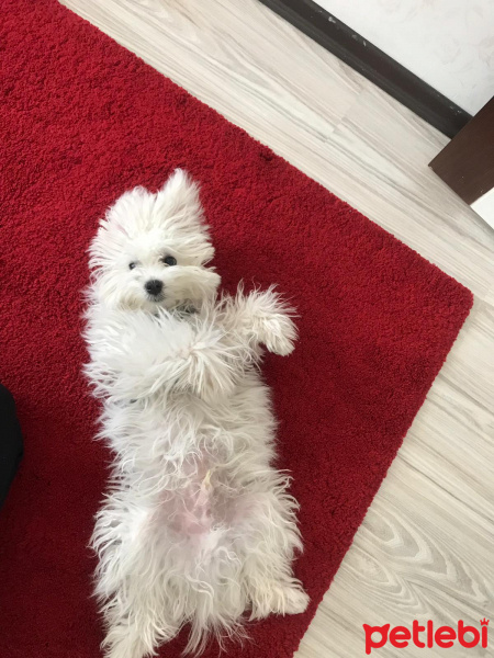 Maltese, Köpek  Mickey fotoğrafı