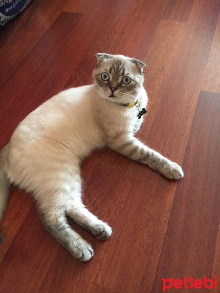 Scottish Fold, Kedi  Dobby fotoğrafı