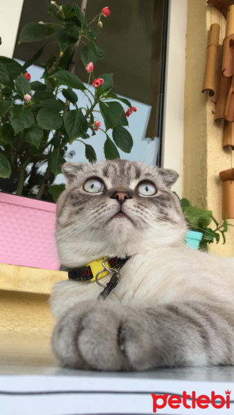 Scottish Fold, Kedi  Dobby fotoğrafı
