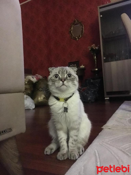 Scottish Fold, Kedi  Dobby fotoğrafı