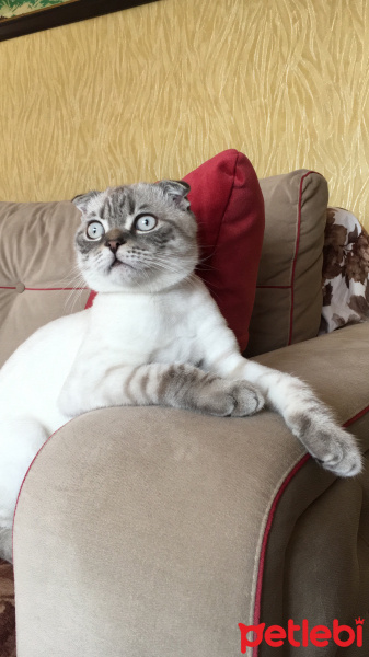 Scottish Fold, Kedi  Dobby fotoğrafı