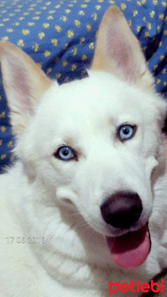 Sibirya Kurdu (Husky), Köpek  Ice fotoğrafı