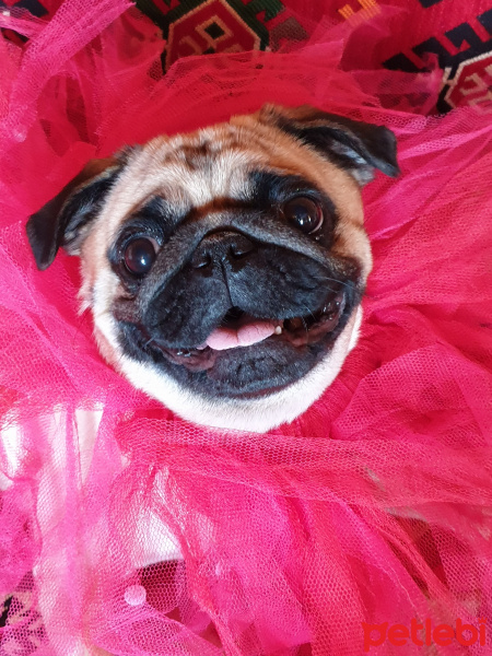 Pug, Köpek  Dudu Peri fotoğrafı