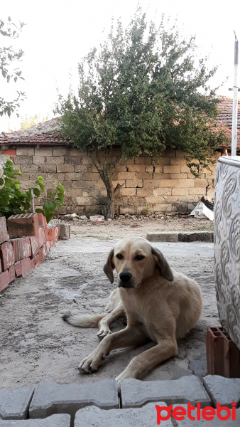 Sokö (Sokak Köpeği), Köpek  Kuki fotoğrafı